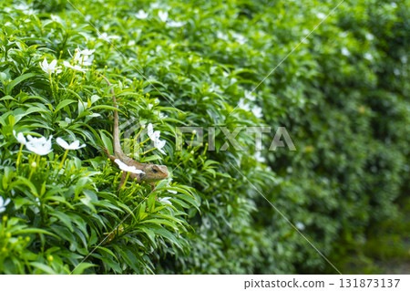 Lizard is sitting on a bush 131873137