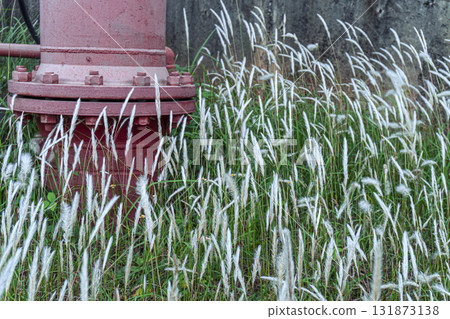 Red fire hydrant is surrounded by tall grass 131873138
