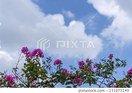 Bunch of pink flowers are growing on a tree 131873149