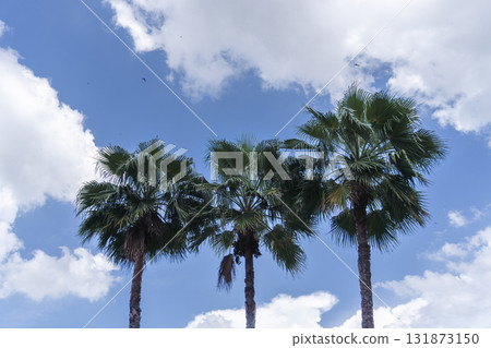 Three palm trees are standing in a field with a blue sky Three palm trees are standing in a field with a blue sky 131873150