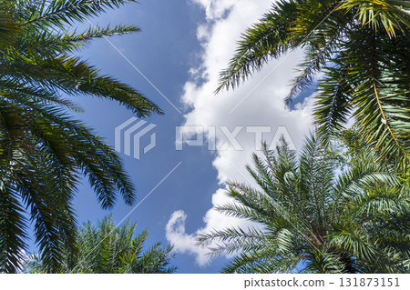 Palm tree with a cloud in the sky Palm tree with a cloud in the sky 131873151