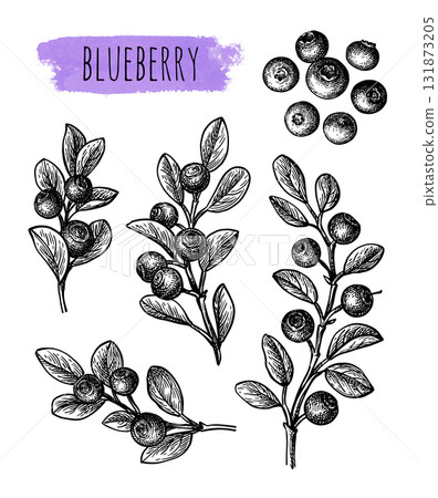 Blueberry set of ink sketches. 131873205