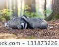 Pair of European badgers is playing in the forest. 131873226
