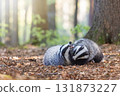 Cute pair of European badgers is playing in the deep forest. 131873227