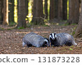 Pair of European badgers is posing in the forest. 131873228