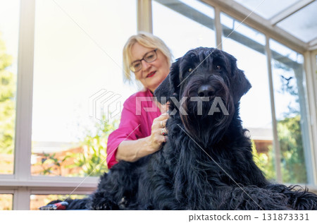 Smiling woman is trimming Big Black Schnauzer Dog 131873331
