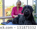 Groomed Big Black Schnauzer Dog is lying on the table 131873332