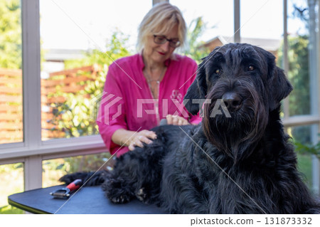 Groomed Big Black Schnauzer Dog is lying on the table Groomed Big Black Schnauzer Dog is lying on the table 131873332