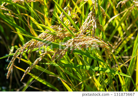 Rice early harvest Rice early harvest 131873667