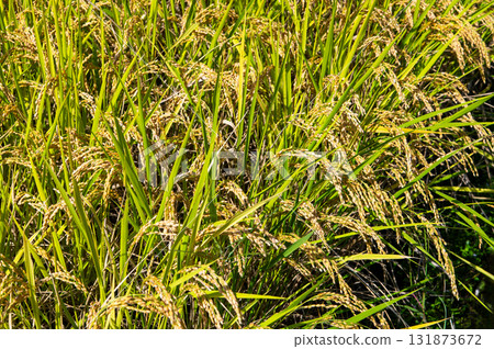 Rice early harvest Rice early harvest 131873672