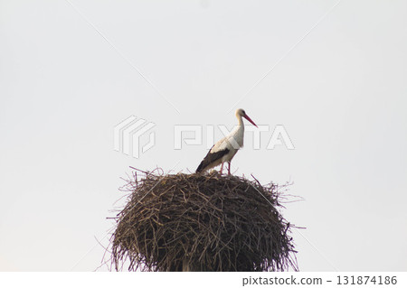 Stork in its nest on a utility pole in the countryside 131874186