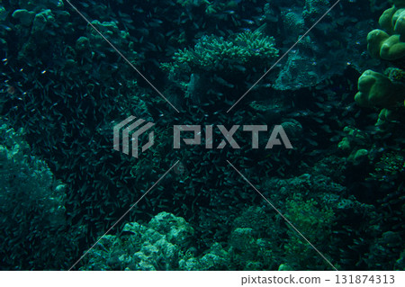 A swarm of tiny glass fish at a Red Sea tropical coral reef. Picture from Makdi Bay, Hurghada, Egypt A swarm of tiny glass fish at a Red Sea tropical coral reef. Picture from Makdi Bay, Hurghada, Egypt 131874313