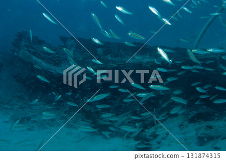A school of Red Sea Fusiliers, Caesio suevica with a ship wreck in the background A school of Red Sea Fusiliers, Caesio suevica with a ship wreck in the background 131874315