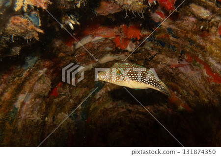 A small beautiful fish in a pipe underwater. Picture of a red sea toby, Canthigaster margaritata A small beautiful fish in a pipe underwater. Picture of a red sea toby, Canthigaster margaritata 131874350