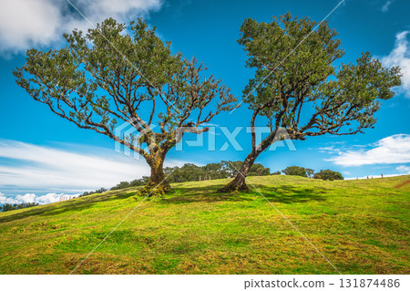 Picturesque old laurel trees in the Fanal forest, Madeira Island Picturesque old laurel trees in the Fanal forest, Madeira Island 131874486