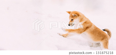 Young Japanese Small Size Shiba Inu Dog Play Outdoor In Snow, Snowdrift At Sunny Winter Day Young Japanese Small Size Shiba Inu Dog Play Outdoor In Snow, Snowdrift At Sunny Winter Day 131875218
