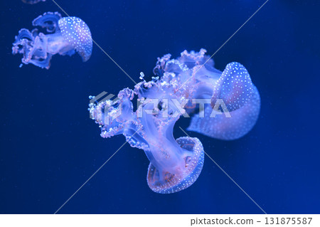 Group of Phyllorhiza punctata or Australian spotted jellyfish swim in deep blue water of aquarium 131875587