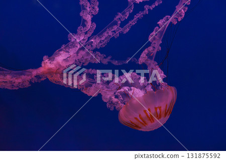 South American sea nettle or Chrysaora plocamia jellyfish swim in deep blue water of aquarium South American sea nettle or Chrysaora plocamia jellyfish swim in deep blue water of aquarium 131875592