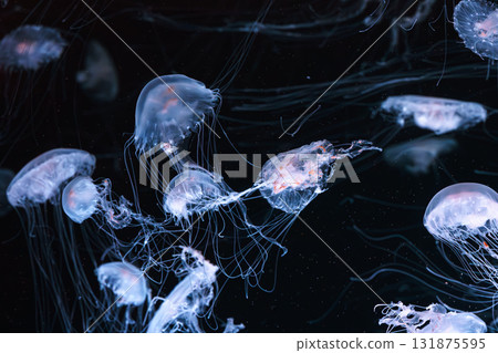 Chrysaora quinquecirrha, Atlantic or East Cost sea nettle jellyfish swim in blue water of aquarium 131875595