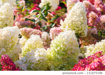Blooming pink and white hydrangea paniculata flowers in summer garden under sunlight closeup view 131875596