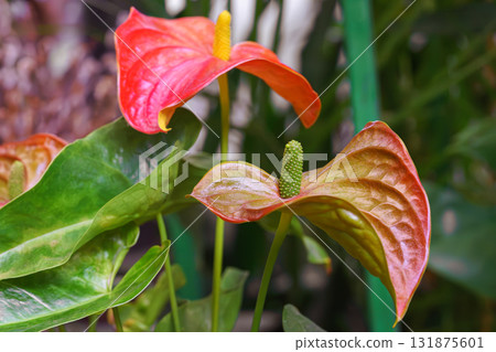 Red Anthurium Andreanum, Tailflower, flamingo flower, laceleaf blooming flowers plant close up Red Anthurium Andreanum, Tailflower, flamingo flower, laceleaf blooming flowers plant close up 131875601