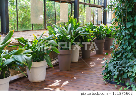 Indoor greenhouse with wooden floor and lush green plants in flowerpots near large windows Indoor greenhouse with wooden floor and lush green plants in flowerpots near large windows 131875602