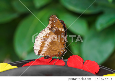 Male Hypolimnas bolina, The Great Eggfly butterfly sitting on leaf in outdoor garden background Male Hypolimnas bolina, The Great Eggfly butterfly sitting on leaf in outdoor garden background 131875603