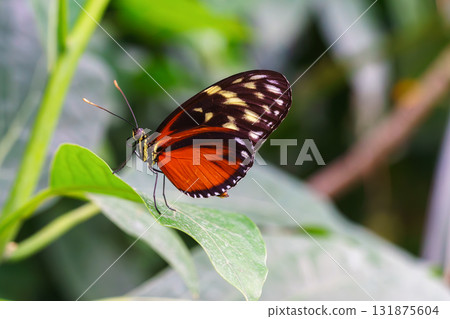 Heliconius hecale, tiger longwing, Hecale longwing, golden longwing, golden heliconian butterfly Heliconius hecale, tiger longwing, Hecale longwing, golden longwing, golden heliconian butterfly 131875604