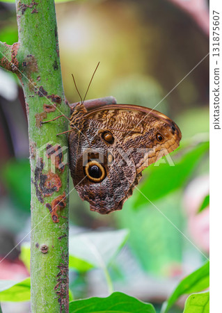 Caligo memnon, owl butterfly sitting on leaf in green outdoor garden background Caligo memnon, owl butterfly sitting on leaf in green outdoor garden background 131875607