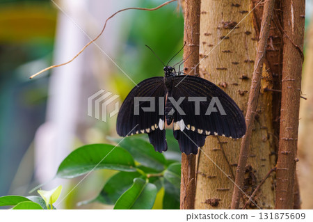 Male Common Mormon, Papilio polytes, swallowtail butterfly, Papilionidae sitting on green leaf Male Common Mormon, Papilio polytes, swallowtail butterfly, Papilionidae sitting on green leaf 131875609