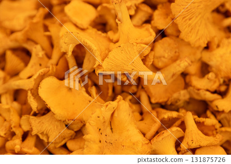 Fresh yellow chanterelle mushrooms arranged in bulk at a market stall, symbolizing forest harvest Fresh yellow chanterelle mushrooms arranged in bulk at a market stall, symbolizing forest harvest 131875726