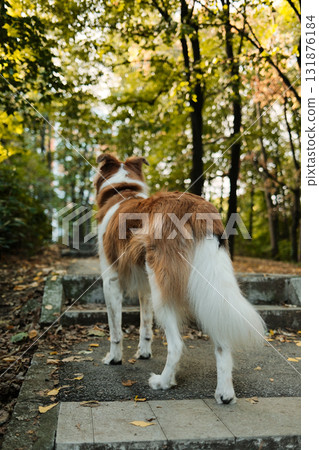 Red and white dog standing on stone steps in the forest, looking up the path surrounded by trees. Peaceful outdoor walk scene. Rear view 131876184