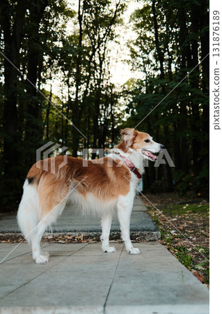 Red and white dog standing on path surrounded by trees, wearing red collar. Peaceful outdoor environment. Side view portrait Red and white dog standing on path surrounded by trees, wearing red collar. Peaceful outdoor environment. Side view portrait 131876189