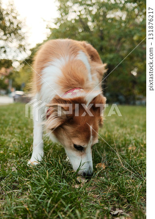 Close view of red and white mix breed dog sniffing fresh grass in the park. Peaceful and curious outdoor behavior Close view of red and white mix breed dog sniffing fresh grass in the park. Peaceful and curious outdoor behavior 131876217