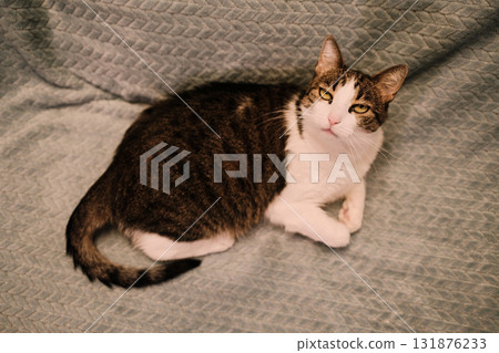 Domestic cat lying curled up on soft blue blanket, gazing calmly upward. Cozy and relaxed atmosphere indoors. Top view Domestic cat lying curled up on soft blue blanket, gazing calmly upward. Cozy and relaxed atmosphere indoors. Top view 131876233