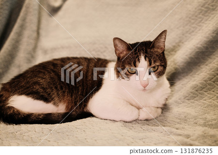 Cat lying with paws tucked under body on a light blue blanket, appearing relaxed and content. Peaceful cozy home scene Cat lying with paws tucked under body on a light blue blanket, appearing relaxed and content. Peaceful cozy home scene 131876235