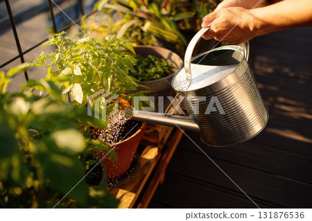 Watering can hand potted plant green herb vegetable summer sunlight balcony gardening growth. Watering can hand gently waters green potted herbs and vegetables sunny balcony evoking peaceful Watering can hand potted plant green herb vegetable summer sunlight balcony gardening growth. Watering can hand gently waters green potted herbs and vegetables sunny balcony evoking peaceful 131876536