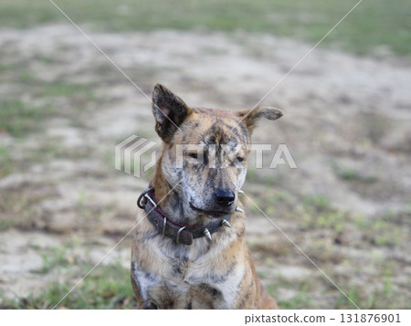 Stray brindle dog sitting on grass with collar, calm expression in natural outdoor setting, warm light and gentle mood Stray brindle dog sitting on grass with collar, calm expression in natural outdoor setting, warm light and gentle mood 131876901