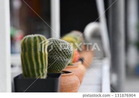 Small potted cactus on balcony with soft bokeh light and warm ceramic pots creating cozy botanical mood 131876904