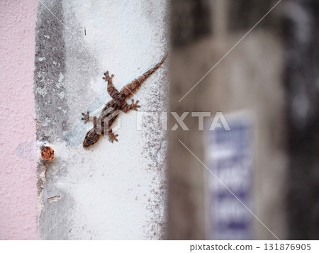 Small brown gecko clinging to weathered wall with textured paint and rusty nail, quiet urban scene with soft muted tones 131876905