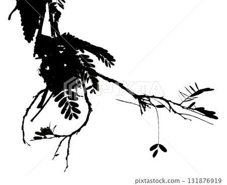 Leafy branch with hanging seed pod and delicate pinnate leaves, serene botanical silhouette in muted gray 131876919