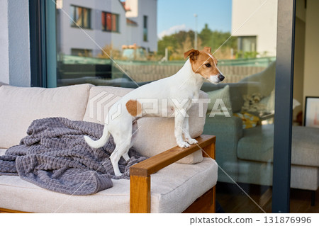 Jack Russell terrier dog standing on sofa at home terrace 131876996