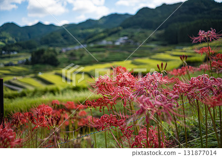 長崎鬼木梯田 131877014