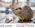 Coypu sitting near riverbank in Prague 131877034