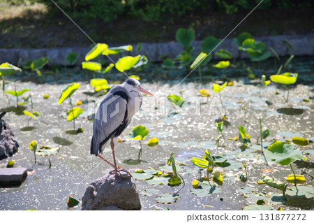 東寺 - 蒼鷺在寺院內的池塘裡捕獵 1 131877272