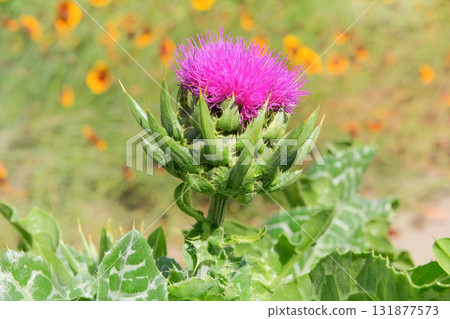 Silybum marianum with green thornes and purple flower is growing on nature background. Medicinal plant. Wild herbs. Silybum marianum with green thornes and purple flower is growing on nature background. Medicinal plant. Wild herbs. 131877573