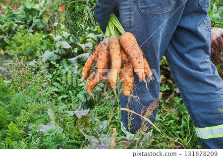 Faceless farmer walks through the garden with freshly dug carrots Faceless farmer walks through the garden with freshly dug carrots 131878209