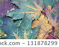 Autumn leaves background. Colorful autumn leaves close-up. 131878299