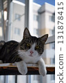 Portrait of a gray and white cat looking up outside. 131878415