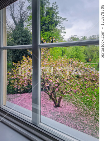 A view through the window to a spring blooming sakura tree. Pink cherry blossom creates a thick, rosy carpet on the fresh green grass 131878508
